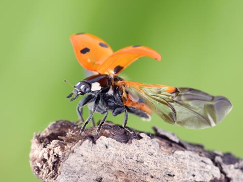 Coccinelle à sept points (Coccinella septempunctata)