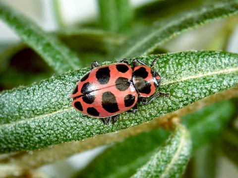 Coccinelle maculée (Coleomegilla maculata)
