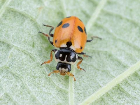 Coccinelle des friches (Hippodamia variegata)