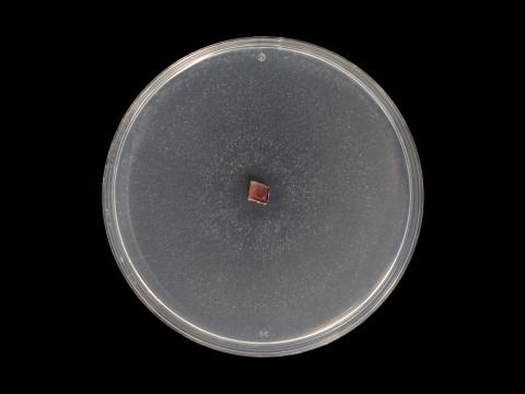 Colletotrichum_acutatum_12