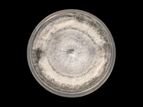 colletotrichum_coccodes_12