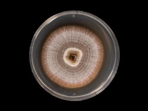 Dactylonectria_torresensis_7