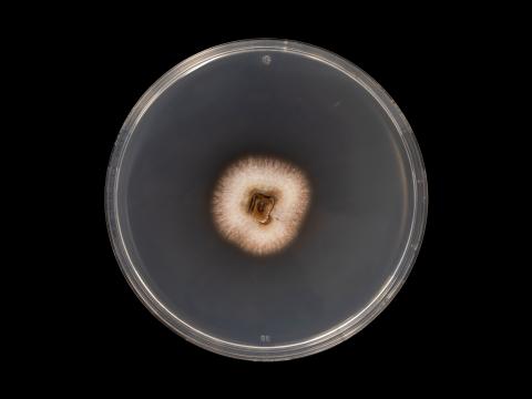 Dactylonectria_torresensis_6