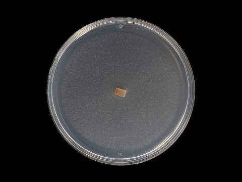 Dactylonectria_torresensis_10