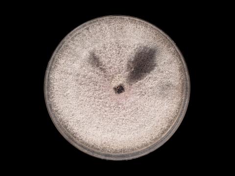 Fusarium_oxysporum_12