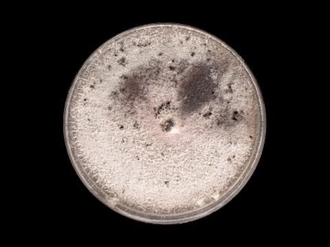 Fusarium_oxysporum_13