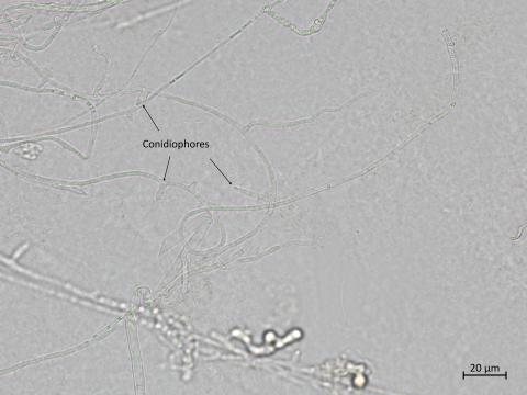 Fusarium_oxysporum_9