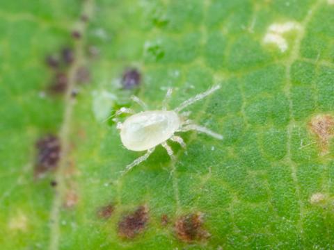 Amblydromalus limonicus