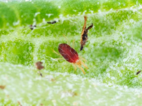 Tétranyque à deux points (Tetranychus urticae)