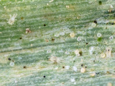 Tétranyque à deux points (Tetranychus urticae)