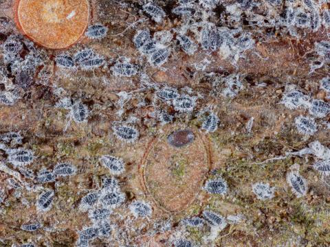 Puceron lanigère du sapin (Adelges piceae)