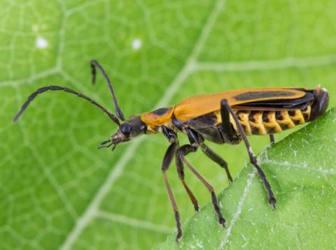 Cantharide de Pennsylvanie (Chauliognathus pensylvanicus)