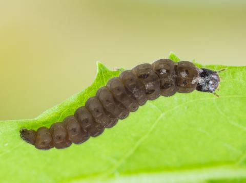 Cantharide de Pennsylvanie (Chauliognathus pensylvanicus)