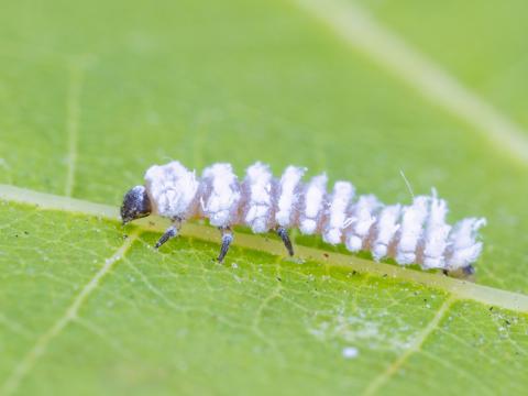 Cryptolaemus montrouzieri