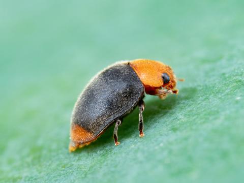 Cryptolaemus montrouzieri