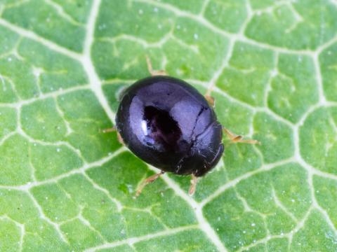 Delphastus catalinae