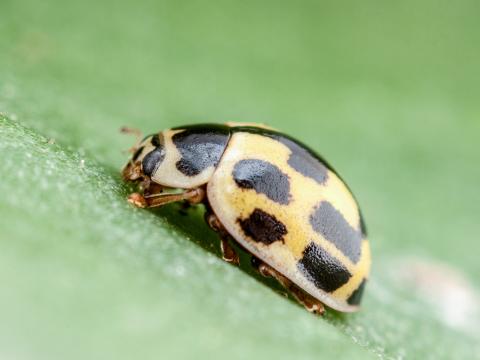 Coccinelle à quatorze points (Propylea quatuordecimpunctata)