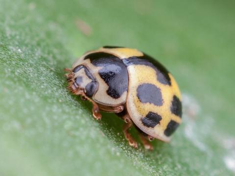 Coccinelle à quatorze points (Propylea quatuordecimpunctata)