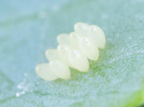 Coccinelle à quatorze points (Propylea quatuordecimpunctata)