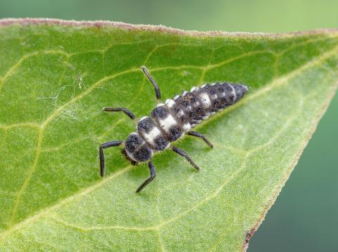 Coccinelle à quatorze points (Propylea quatuordecimpunctata)
