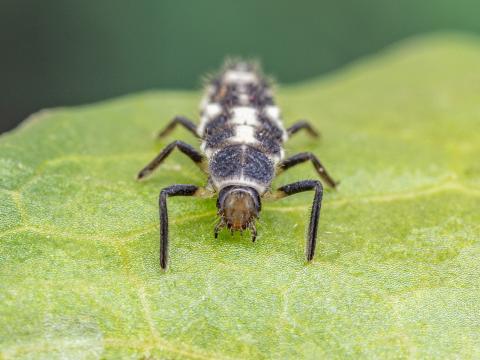 Coccinelle à quatorze points (Propylea quatuordecimpunctata)
