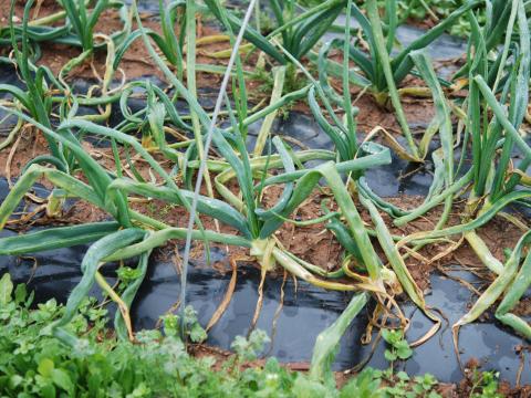 Mineuse du poireau (Phytomyza gymnostoma)