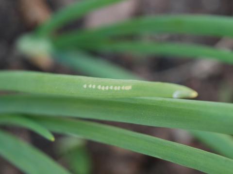 Mineuse du poireau (Phytomyza gymnostoma)