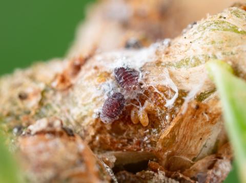 Puceron lanigère du sapin (Adelges piceae)