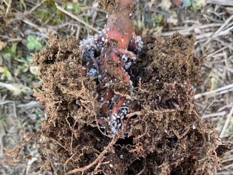 Puceron des racines du sapin baumier (Prociphilus americanus)