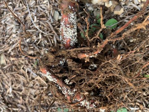 Puceron des racines du sapin baumier (Prociphilus americanus)