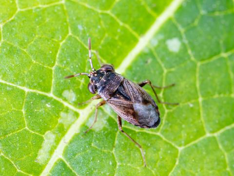 Géocorise commune (Geocoris bullatus)