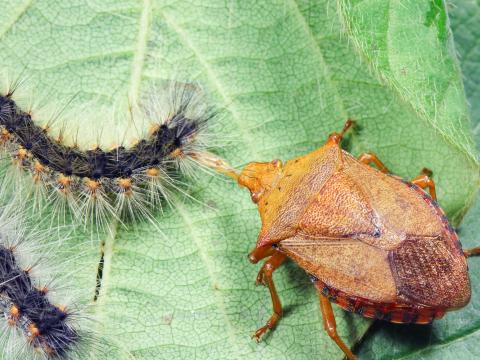 Apateticus bracteatus