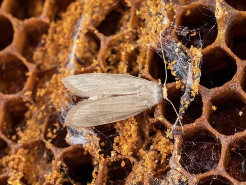 Petite fausse-teigne (Achroia grisella)