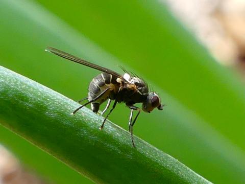 Mineuse du poireau (Phytomyza gymnostoma)_2