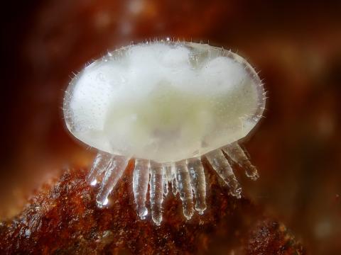 Varroa (Varroa destructor)