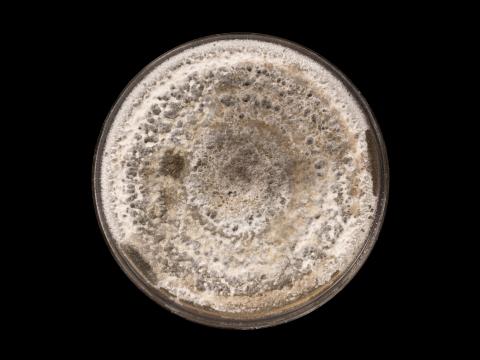  Alternaria_alternata_5