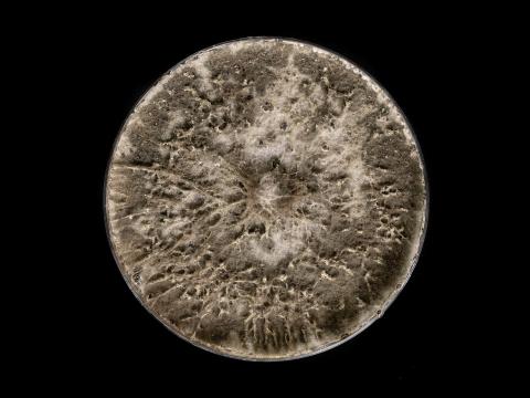 Botryosphaeria_dothidea_7