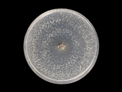 Botryosphaeria_dothidea_10