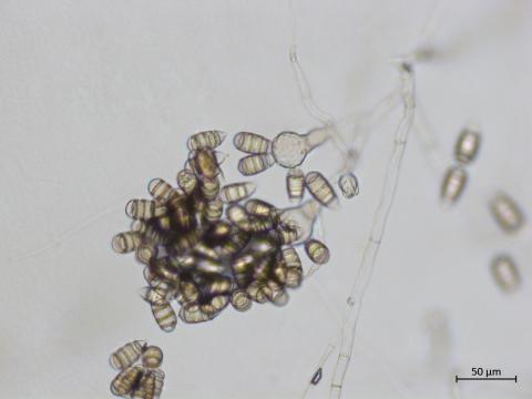 Cephaliophora_tropica_1