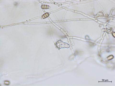 Cephaliophora_tropica_2