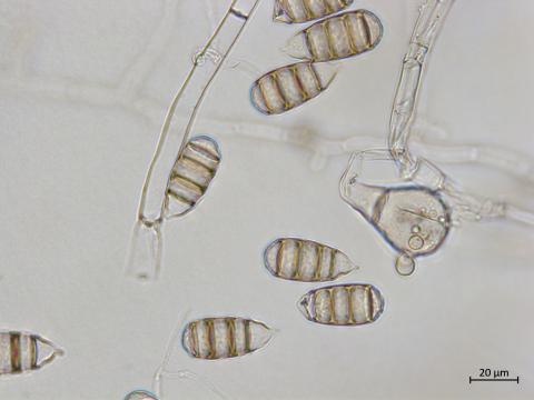 Cephaliophora_tropica_5