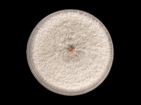 Colletotrichum_siamense_7