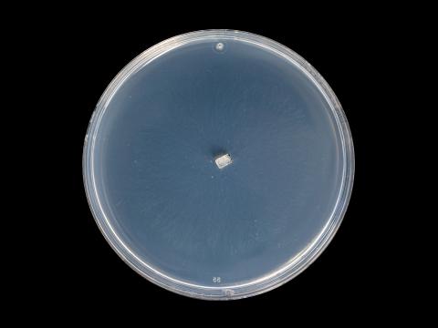 Coniella_diplodiella_9