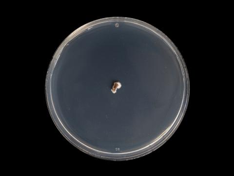 Diplocarpon_fragariae_5