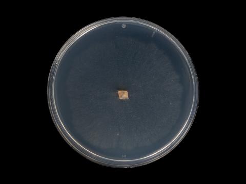 Fusarium_sambucinum_4