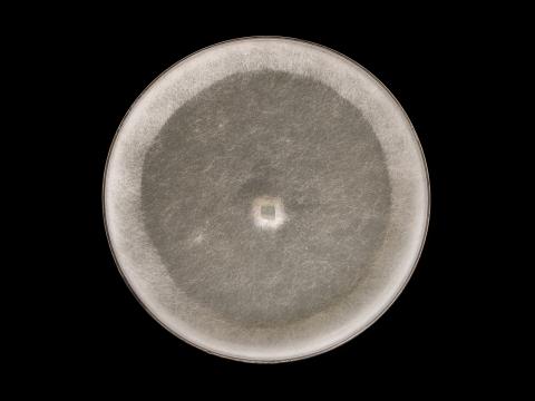 Globisporangium_irregulare_5