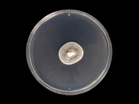 Helminthosporium_solani_3