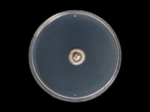 Helminthosporium_solani_6