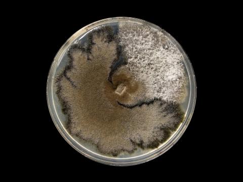 Neofusicoccum_parvum_3