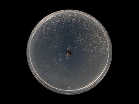 Neofusicoccum_parvum_5